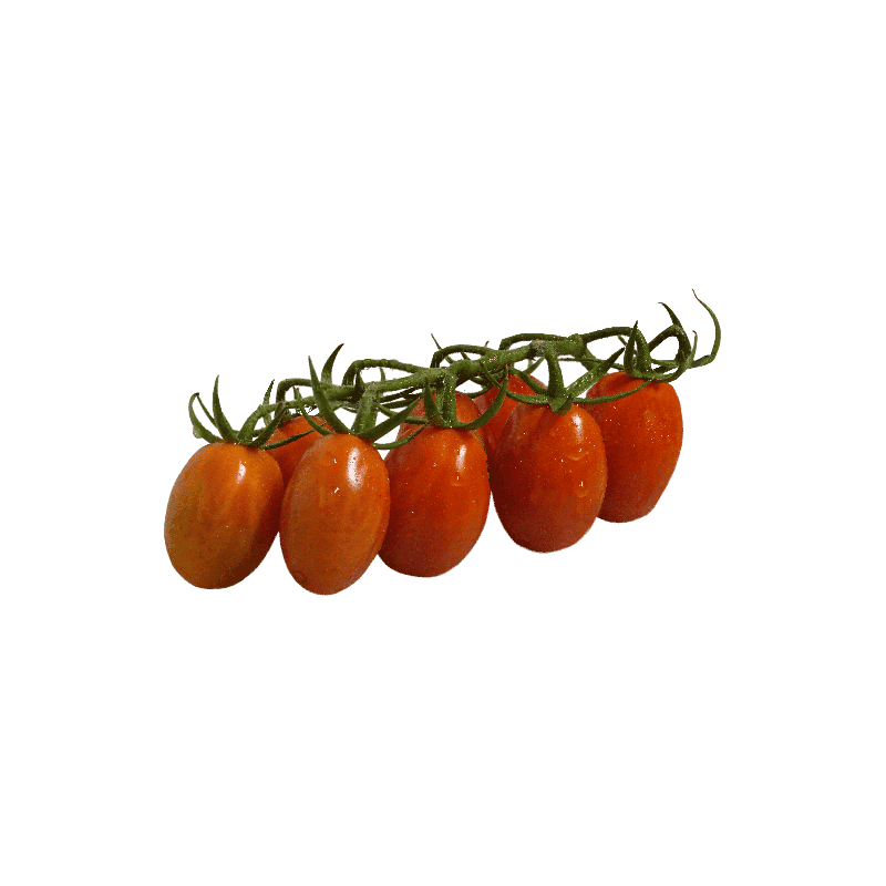 Pomodoro Datterino Bio