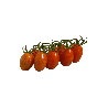Pomodoro Datterino Bio